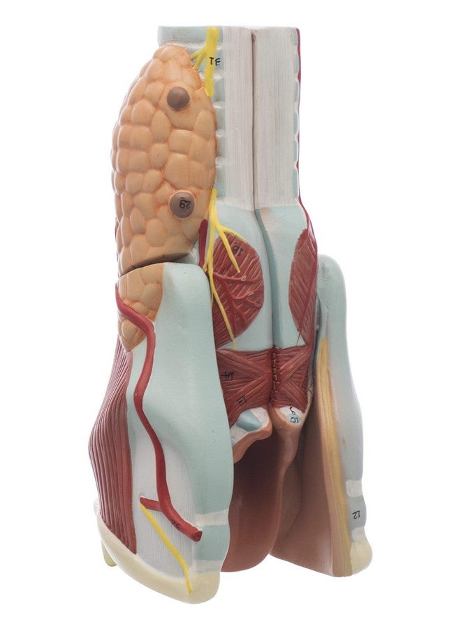 Labzio - Larynx Model, 2 Times Enlarged, 5 Parts with Detailed Key Card - Image 1