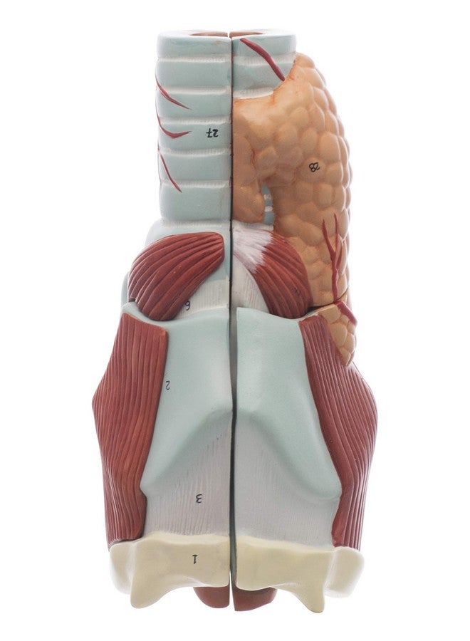 Labzio - Larynx Model, 2 Times Enlarged, 5 Parts with Detailed Key Card - Image 4