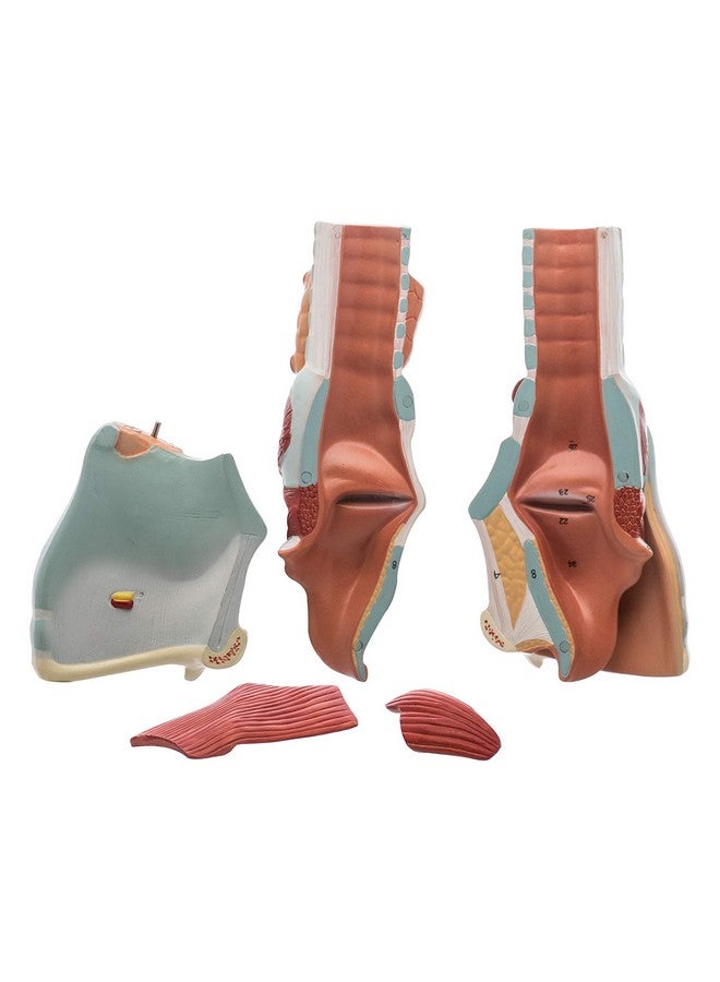 Labzio - Larynx Model, 2 Times Enlarged, 5 Parts with Detailed Key Card - Image 2