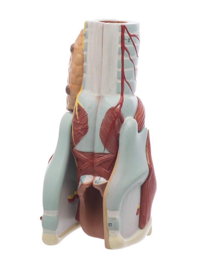 Labzio - Larynx Model, 2 Times Enlarged, 5 Parts with Detailed Key Card - Image 3