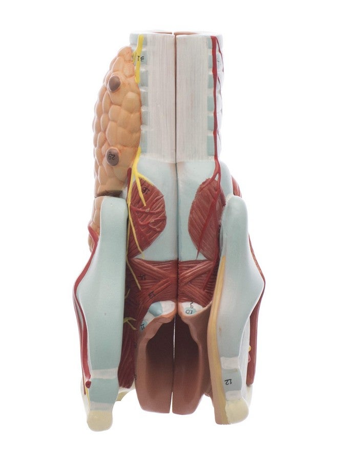 Labzio - Larynx Model, 2 Times Enlarged, 5 Parts with Detailed Key Card - Image 5