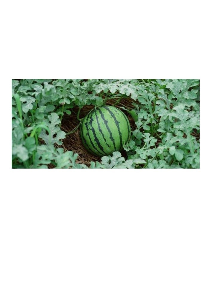 High germination natural seeds - (watermelon)
