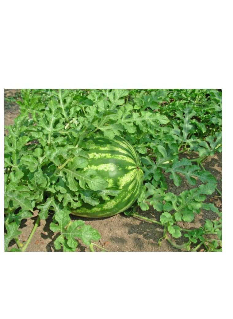 High germination natural seeds - (watermelon)