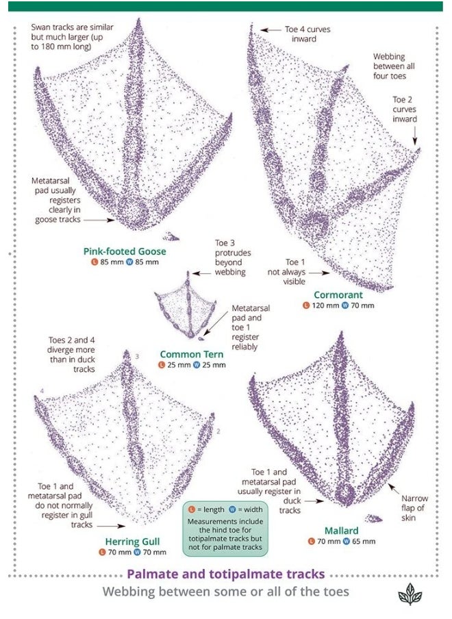 Guide to British bird tracks and signs 2019
