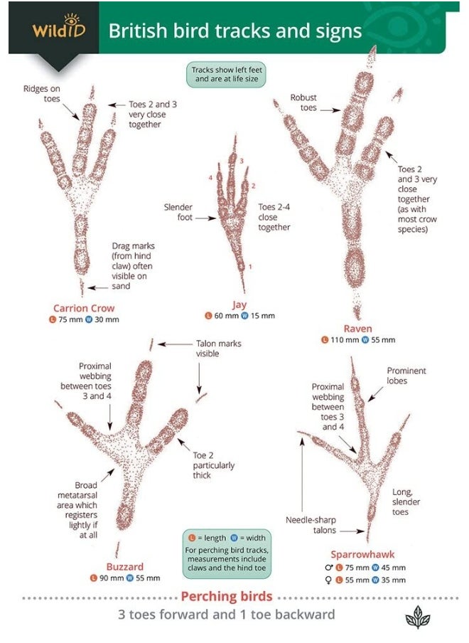 Guide to British bird tracks and signs 2019