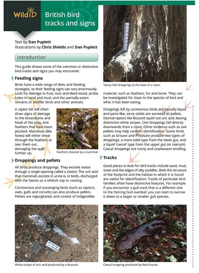 Guide to British bird tracks and signs 2019