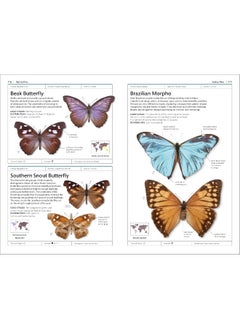 Butterflies and Moths  - Image 5