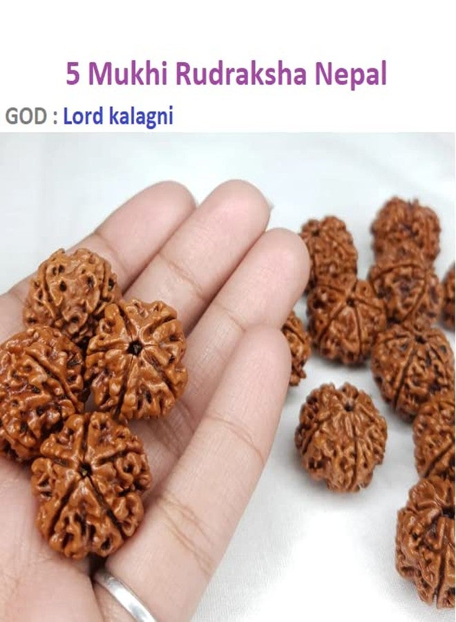 IRIS GEMS 5 फेस नेपाली रुत्राक्ष 15-18 مم طبيعي 5 موكي رودراكشا نيبال بني خرز فضفاض لجاب، بوجا أصلي معتمد من Lab Panch Mukhi Kalagni Rudraksha مع قلادة فضية - Image 4