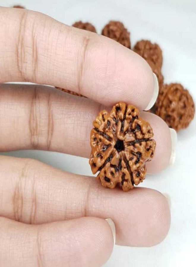 IRIS GEMS 5 फेस नेपाली रुत्राक्ष 15-18 مم طبيعي 5 موكي رودراكشا نيبال بني خرز فضفاض لجاب، بوجا أصلي معتمد من Lab Panch Mukhi Kalagni Rudraksha مع قلادة فضية - Image 3