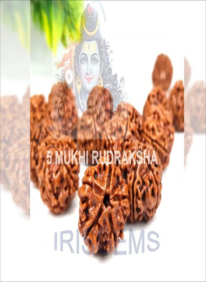 IRIS GEMS 5 फेस नेपाली रुत्राक्ष 15-18 مم طبيعي 5 موكي رودراكشا نيبال بني خرز فضفاض لجاب، بوجا أصلي معتمد من Lab Panch Mukhi Kalagni Rudraksha مع قلادة فضية - Image 5