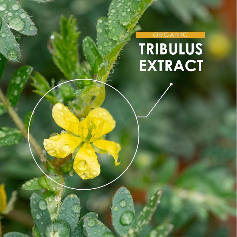 ALPHA01 Organic Tribulus Terrestris Extract 7500mg â€“ Standardised 45% Saponins - 90 Vegan Capsules â€“ Resealable and Recyclable Pouch by Alpha01 - Image 4