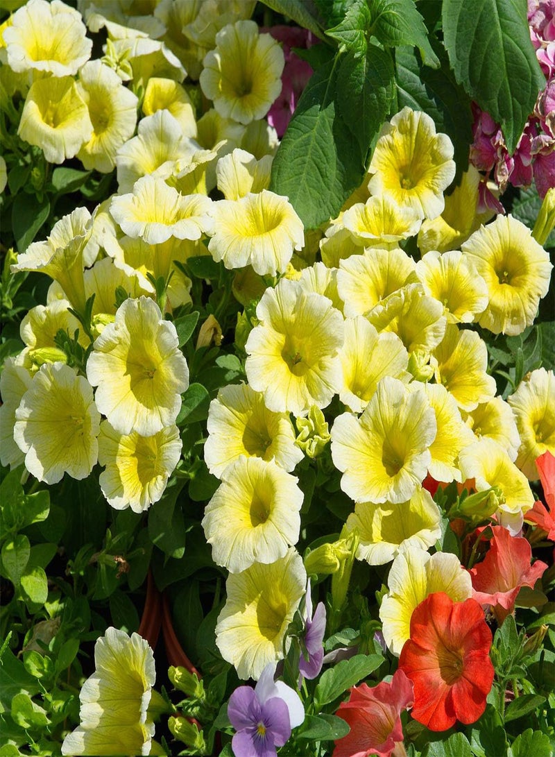 GGOOT 100Pcs Yellow Petunia Seeds Rare Variety Chic Flower Shape Fresh Fragrance Attract Butterfly Beautiful Perennial Herbs for Courtyard Garden Planting - Image 1