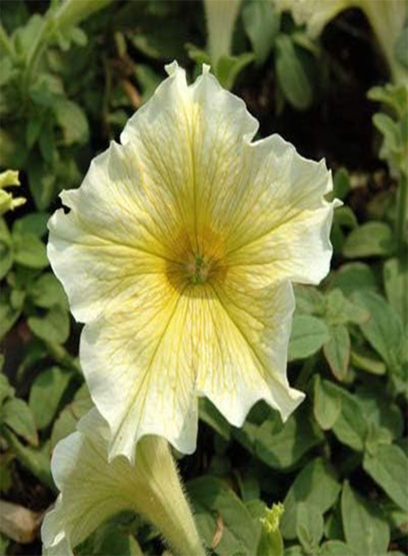GGOOT 100Pcs Yellow Petunia Seeds Rare Variety Chic Flower Shape Fresh Fragrance Attract Butterfly Beautiful Perennial Herbs for Courtyard Garden Planting - Image 2
