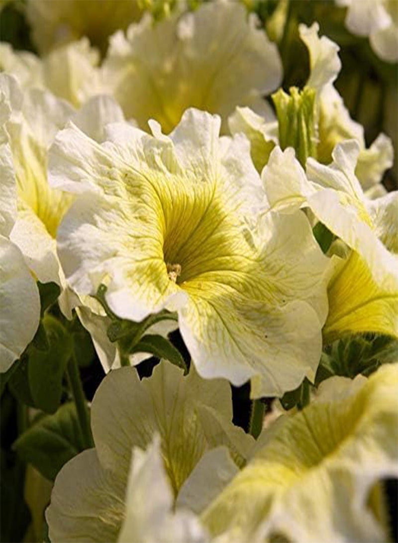 GGOOT 100Pcs Yellow Petunia Seeds Rare Variety Chic Flower Shape Fresh Fragrance Attract Butterfly Beautiful Perennial Herbs for Courtyard Garden Planting - Image 3