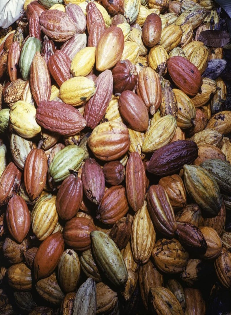 GGOOT Theobroma Cacao Seeds,20Pcs/Bag Plant Seeds Beautiful High Germination Natural Theobroma Cacao Seeds for Lawn Seeds - Image 3