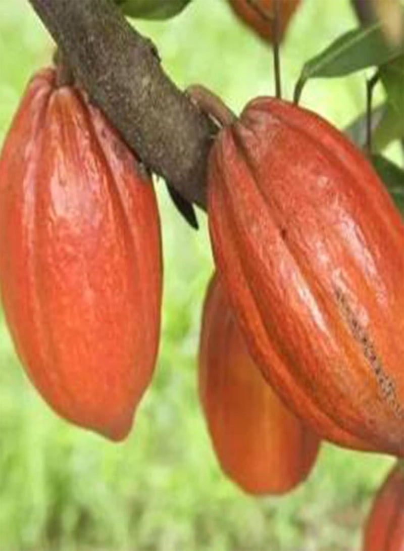 GGOOT Theobroma Cacao Seeds,20Pcs/Bag Plant Seeds Beautiful High Germination Natural Theobroma Cacao Seeds for Lawn Seeds - Image 2