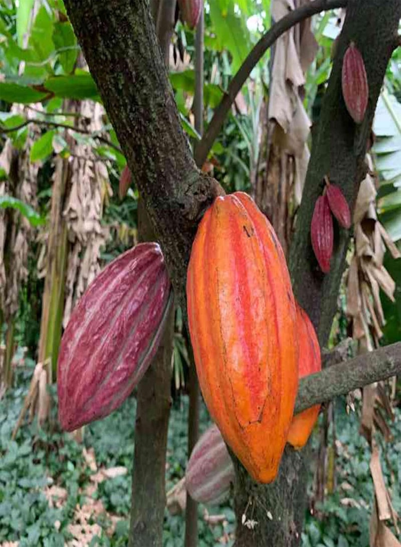 GGOOT Theobroma Cacao Seeds,20Pcs/Bag Plant Seeds Beautiful High Germination Natural Theobroma Cacao Seeds for Lawn Seeds - Image 5