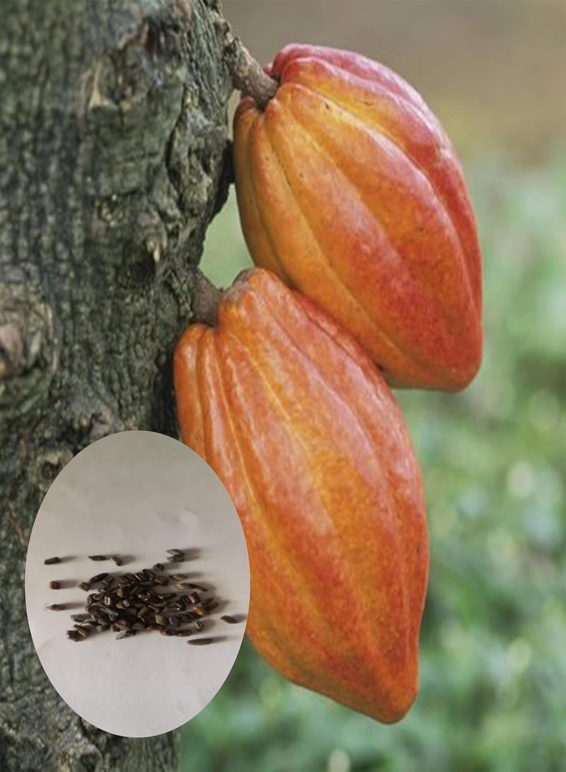 GGOOT Theobroma Cacao Seeds,20Pcs/Bag Plant Seeds Beautiful High Germination Natural Theobroma Cacao Seeds for Lawn Seeds - Image 1
