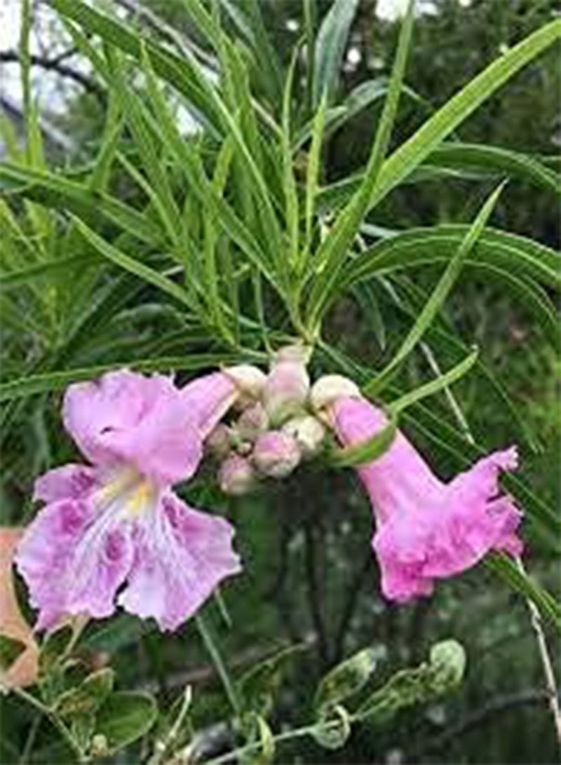 جي جوت بذور 50 قطعة من بذور زهرة الصفصاف ذات اللون الأزرق السماوي