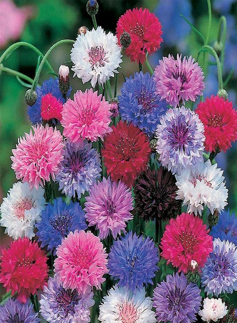 GGOOT 500pcs Mix Cornflower Seeds Easy to Plant Colorful Flowers Bloom in Garden Courtyard Form A Beautiful Landscape Has Great Viewing Effect - Image 1