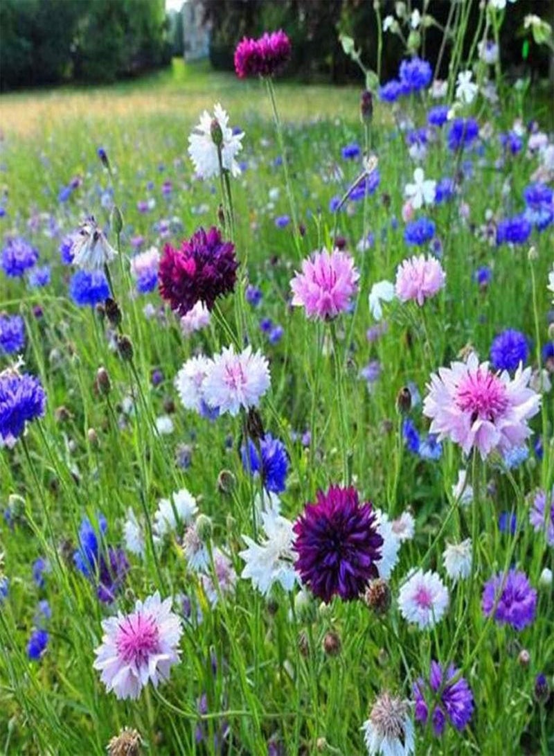 GGOOT 500pcs Mix Cornflower Seeds Easy to Plant Colorful Flowers Bloom in Garden Courtyard Form A Beautiful Landscape Has Great Viewing Effect - Image 3