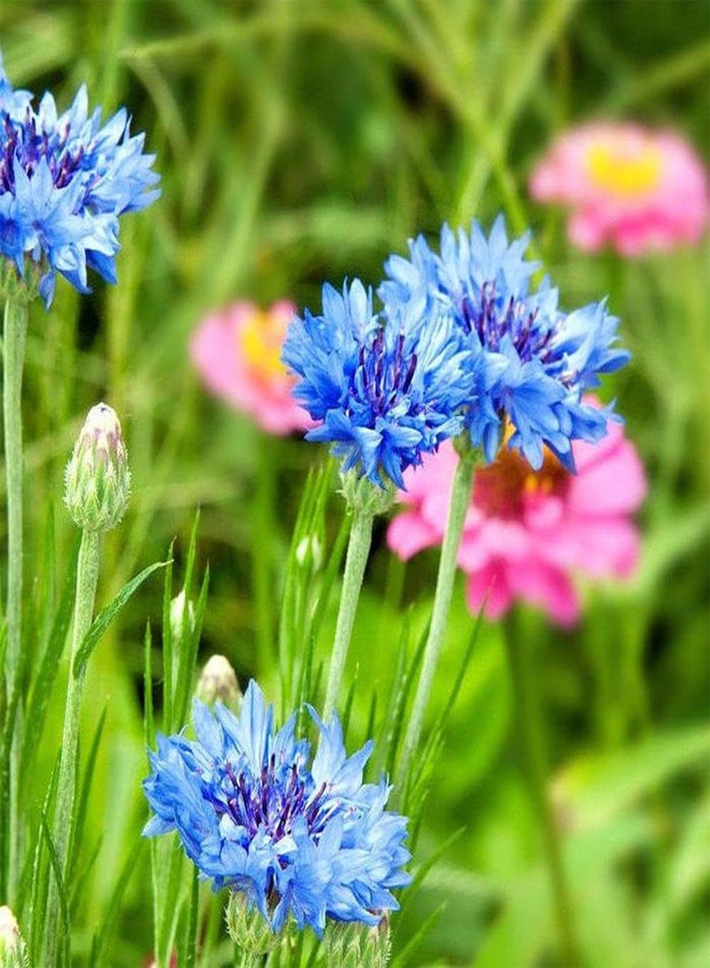 GGOOT 500pcs Mix Cornflower Seeds Easy to Plant Colorful Flowers Bloom in Garden Courtyard Form A Beautiful Landscape Has Great Viewing Effect - Image 2