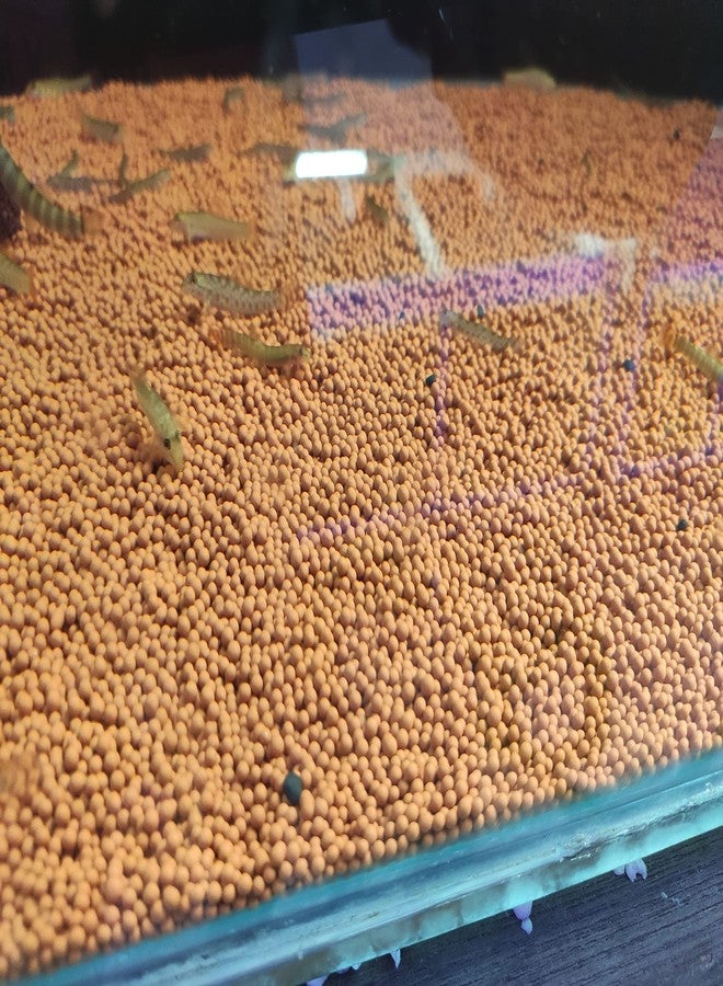 VAYINATO® Aqua Clean Balls 2MM for Aquarium Gravel Brown Colour Aquarium Substrate (3Kg) by Petzlifeworld - Image 5