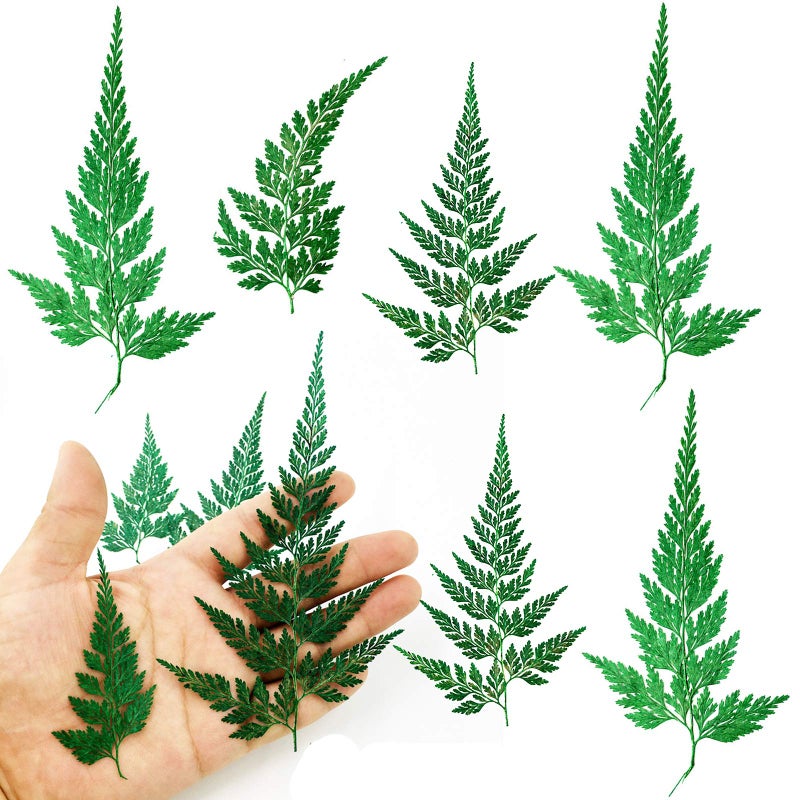 HEISENLIN زهور وأوراق مجففة مضغوطة HEISENLIN 42 قطعة من السرخس الطبيعي الحقيقي للأعمال الفنية DIY والزينة والديكورات والمجوهرات وصنع بطاقات التهنئة والتخزين اليدوي