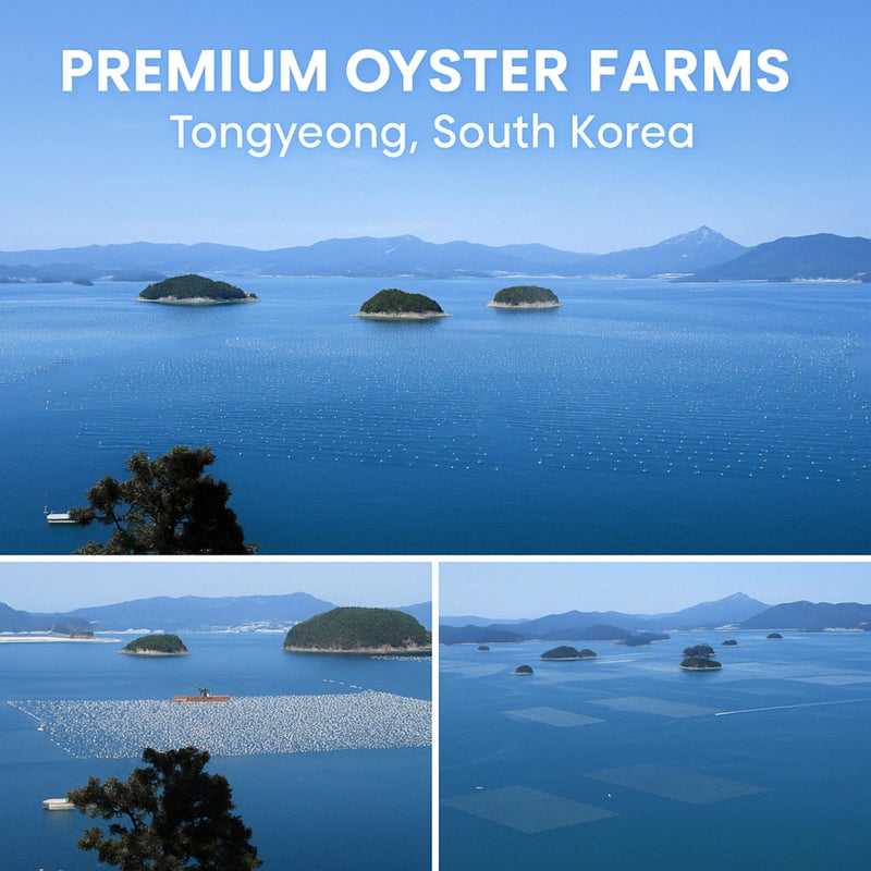 KorGourmetta | Oyster Shell Flour 1lb - Finely Ground Calcium Material for Chickens, Ducks, Birds, Reptiles, Amphibians, and More - Crushed Oyster Shell Alternative | 굴껍질가루 - Image 5