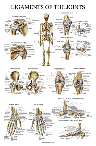 Palace Learning Ligaments of the Joints Anatomical Poster - LAMINATED - Ligament Anatomy Chart - 18 x 24 - Image 1