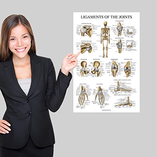 Palace Learning Ligaments of the Joints Anatomical Poster - LAMINATED - Ligament Anatomy Chart - 18 x 24 - Image 4