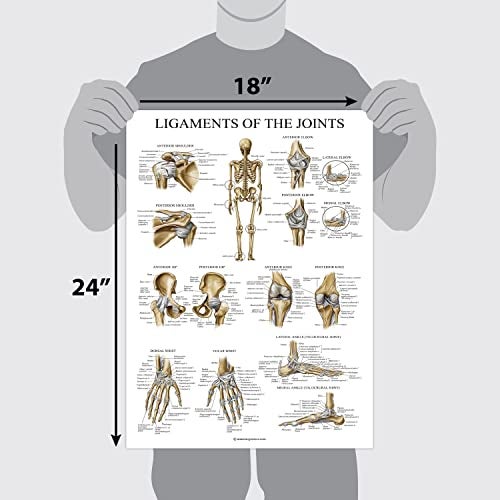 Palace Learning Ligaments of the Joints Anatomical Poster - LAMINATED - Ligament Anatomy Chart - 18 x 24 - Image 2