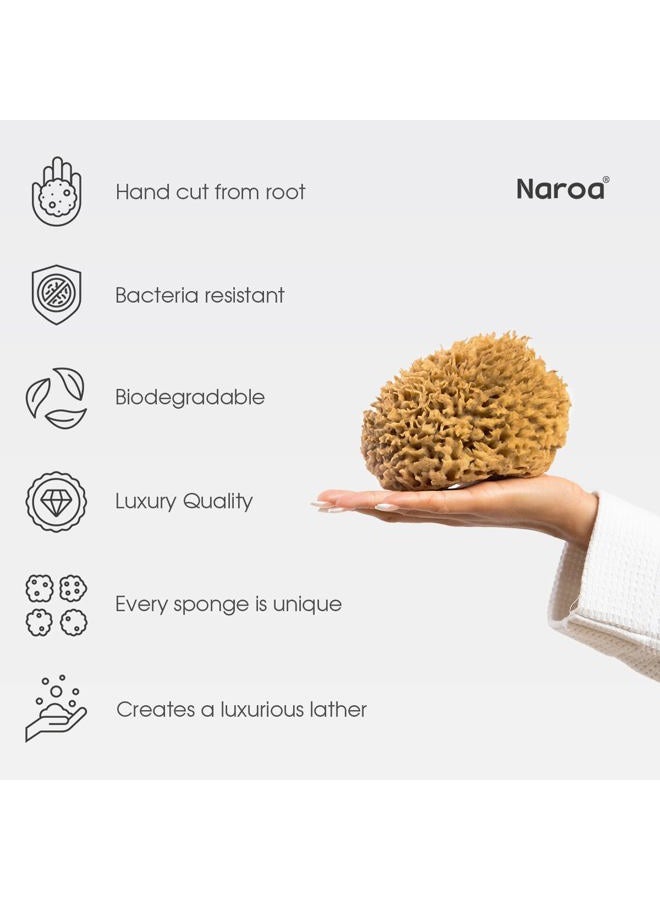 Naroa Soft Natural Sponge Large | Gentle Sea Loofah for Bathing Smooth Skin | Unbleached Shower Body Scrubber Puff | Bath & Spa (L) - Image 3