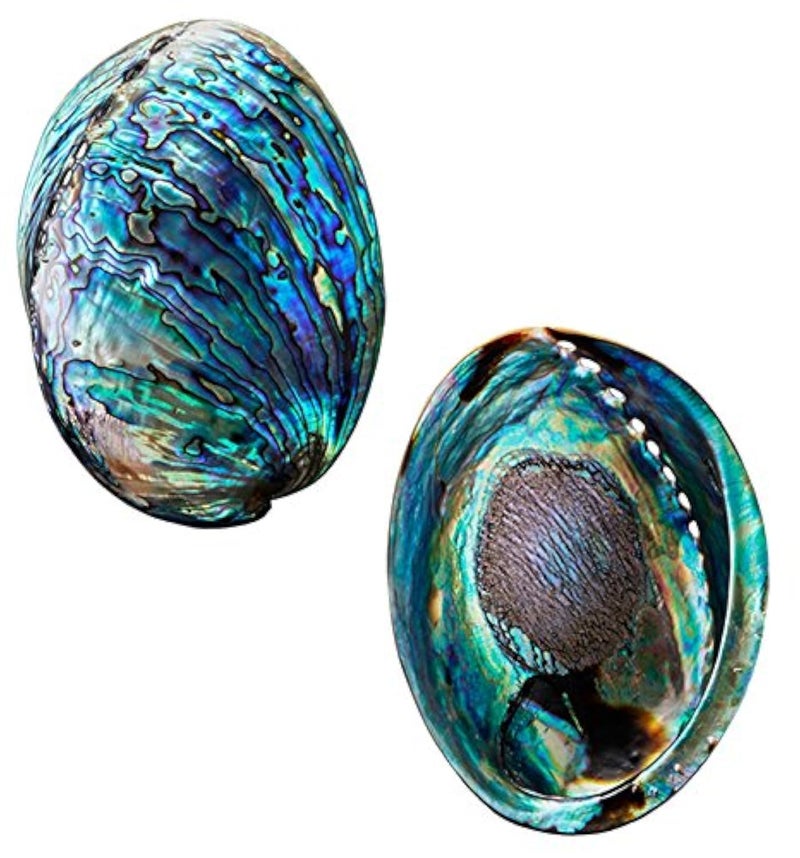 Polished Abalone Shell 45 to 55 in Gift Box for Smudging Cleansing Meditation Home Dcor and to Gift 100 Natural Shell  Sustainably Sourced by Ocean Shell Studios New Zealand