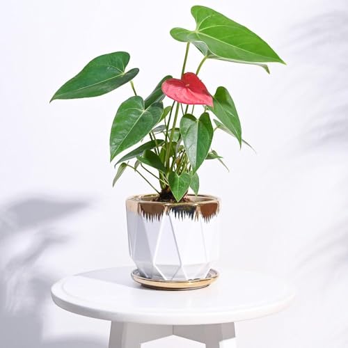 UGAOO Prism Ceramic Pot |Indoor Ceramic Planter for Home, Office, Garden, Balcony - White (5 Inch) - Image 1