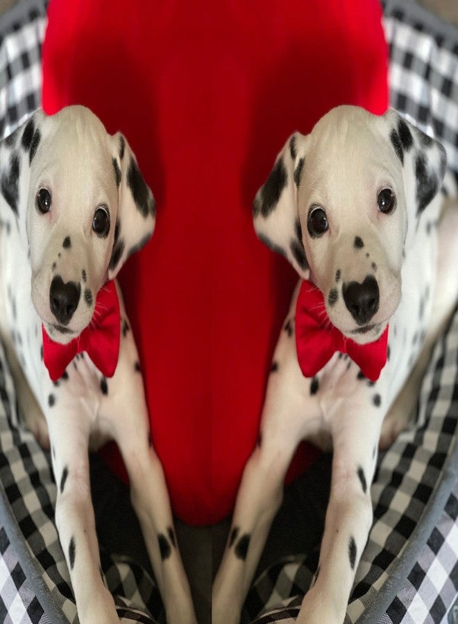 RR Design Dog Bow Tie/Dog Bow-tie/Dog Gift Velvet with Collar (Adjustable) (red, Medium) - Image 5