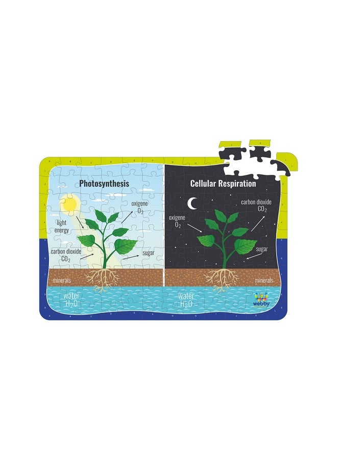 Webby Kids Photosynthesis & Respiration Jigsaw Puzzle, 108 Pieces - Image 3