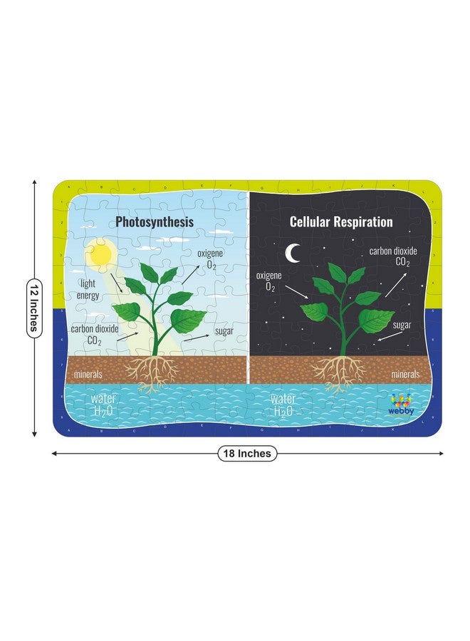 Webby Kids Photosynthesis & Respiration Jigsaw Puzzle, 108 Pieces - Image 5
