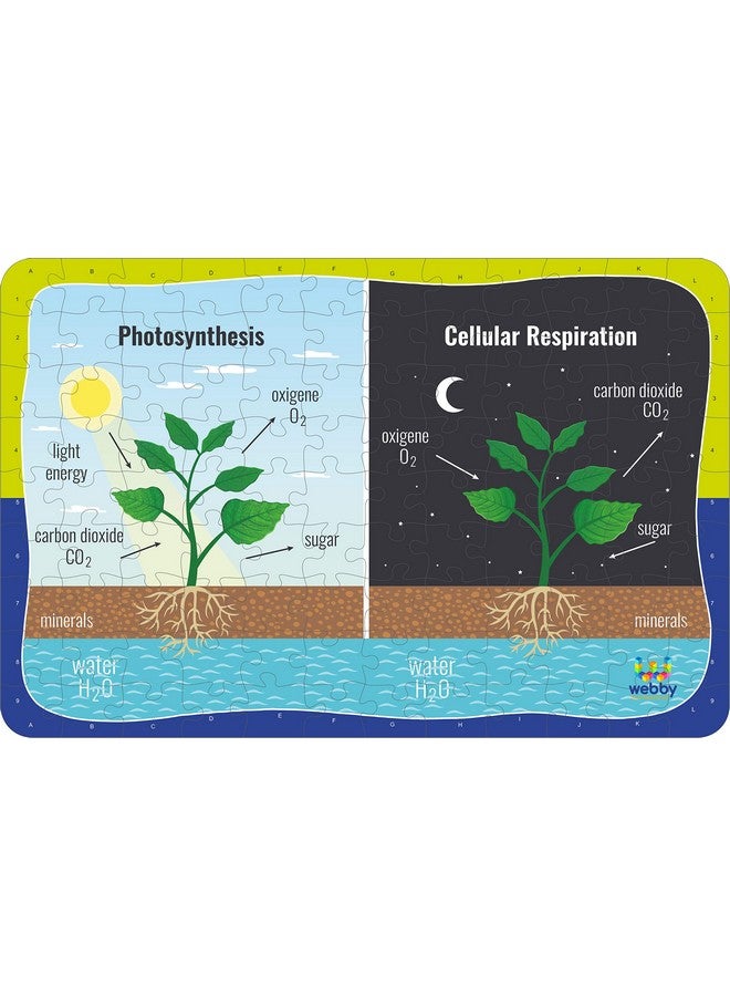Webby Kids Photosynthesis & Respiration Jigsaw Puzzle, 108 Pieces - Image 2
