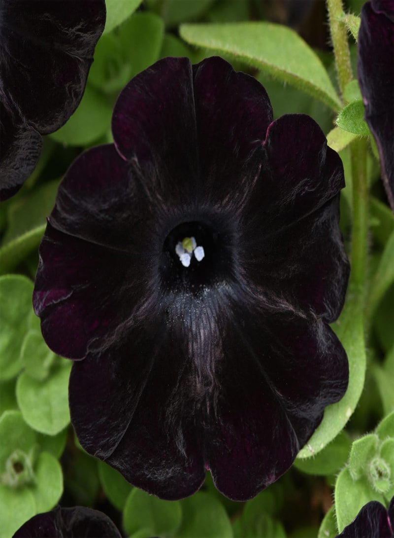 GGOOT Black Petunia Seeds for Planting - 350+ Petunia Flowers Seeds Garden Hanging Baskets Flowers Annual Petunia Plant Seeds - Image 1