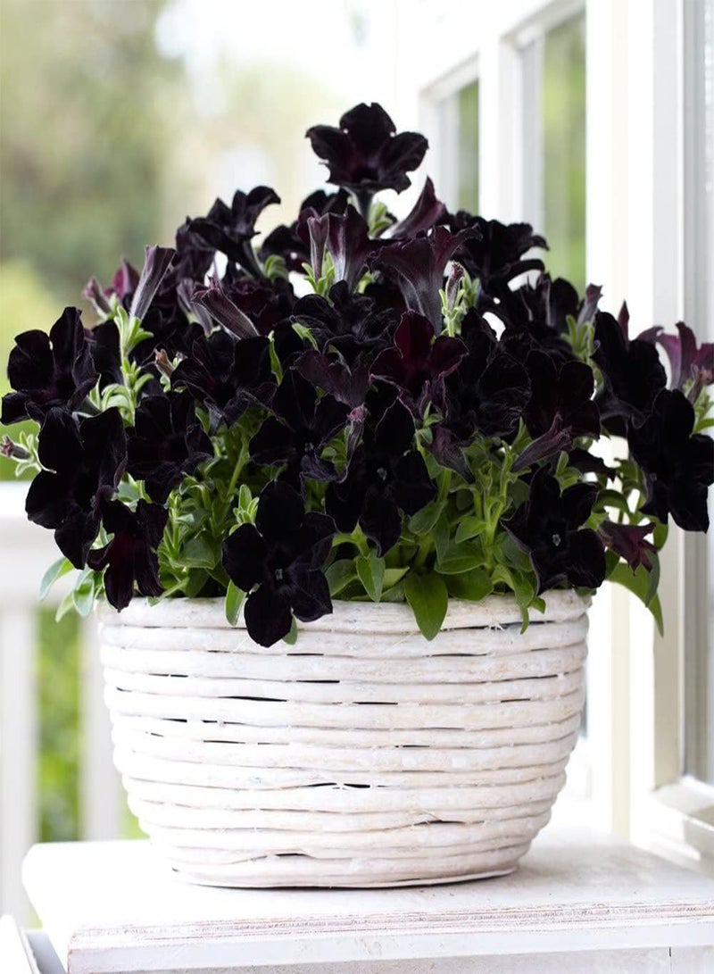 GGOOT Black Petunia Seeds for Planting - 350+ Petunia Flowers Seeds Garden Hanging Baskets Flowers Annual Petunia Plant Seeds - Image 5