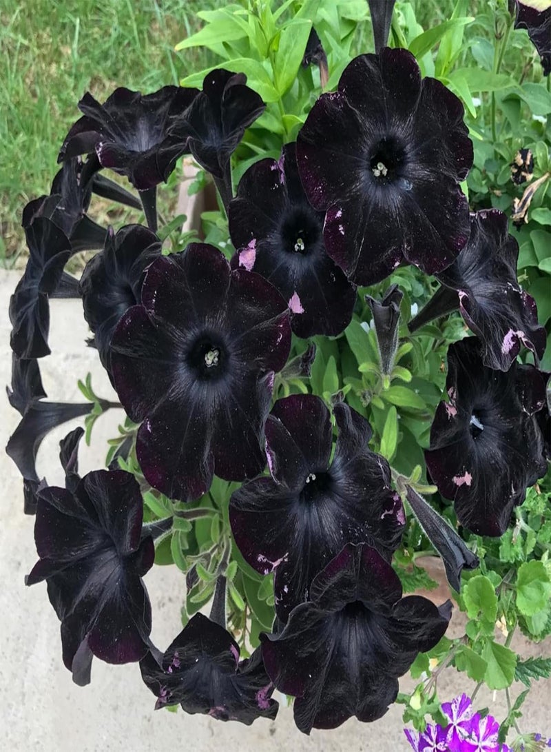 GGOOT Black Petunia Seeds for Planting - 350+ Petunia Flowers Seeds Garden Hanging Baskets Flowers Annual Petunia Plant Seeds - Image 4