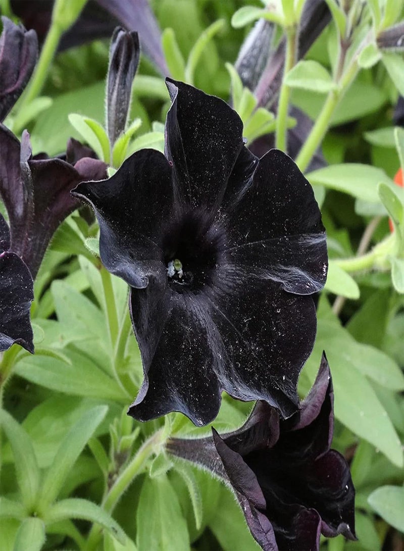 GGOOT Black Petunia Seeds for Planting - 350+ Petunia Flowers Seeds Garden Hanging Baskets Flowers Annual Petunia Plant Seeds - Image 3