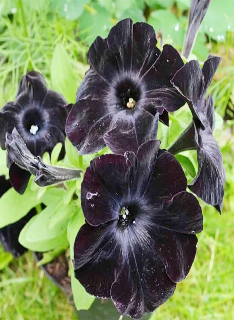 GGOOT Black Petunia Seeds for Planting - 350+ Petunia Flowers Seeds Garden Hanging Baskets Flowers Annual Petunia Plant Seeds - Image 2