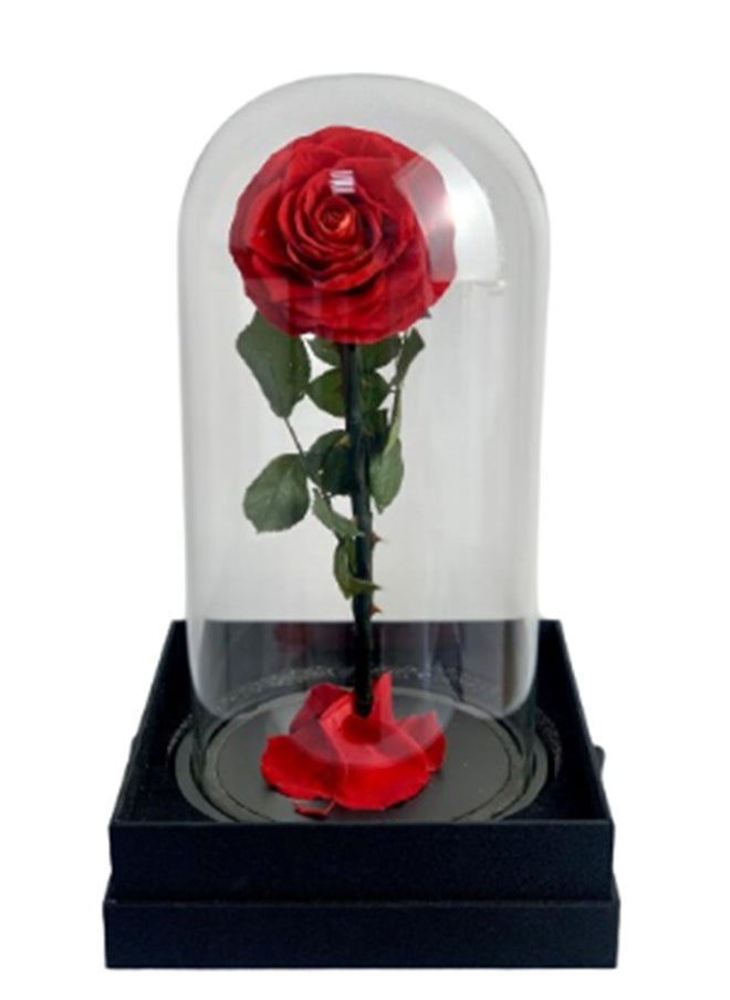 wardi Large Red Infinity Rose In A Box 