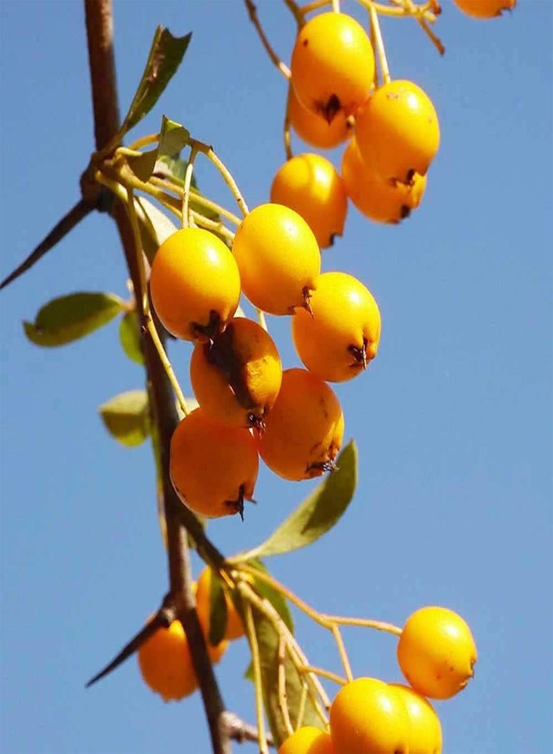 GGOOT 20pcs Special Yellow Variety Pyracantha Seeds Suitable Planting Beside Roadside Fence Create Beautiful Environment - Image 1