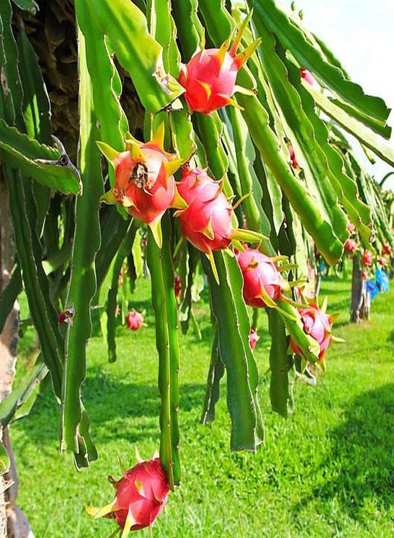 جي جوت 100 قطعة من بذور بيتايا المعمرة، ثمارها ناعمة وجميلة اللون، أشجار فاكهة التنين الغريبة القوية يمكن حصادها والإعجاب بها - Image 2