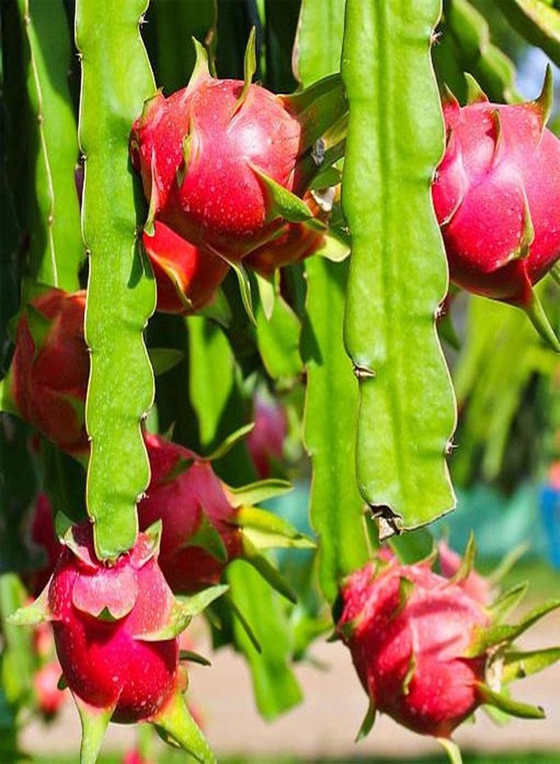 جي جوت 100 قطعة من بذور بيتايا المعمرة، ثمارها ناعمة وجميلة اللون، أشجار فاكهة التنين الغريبة القوية يمكن حصادها والإعجاب بها - Image 1