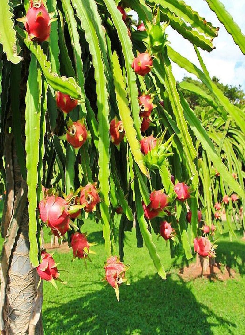 جي جوت 100 قطعة من بذور بيتايا المعمرة، ثمارها ناعمة وجميلة اللون، أشجار فاكهة التنين الغريبة القوية يمكن حصادها والإعجاب بها - Image 3