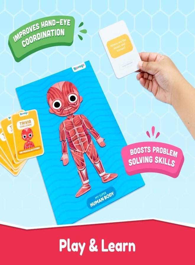 Bloomingo My Super Human Body Magnetic Puzzle Kit | Explore the Wonders of the Human Body with Fun Magnetic Layers | Learn About Skeleton, Muscles & Organs | Exciting Science Gift for Kids Age 5+ - Image 3